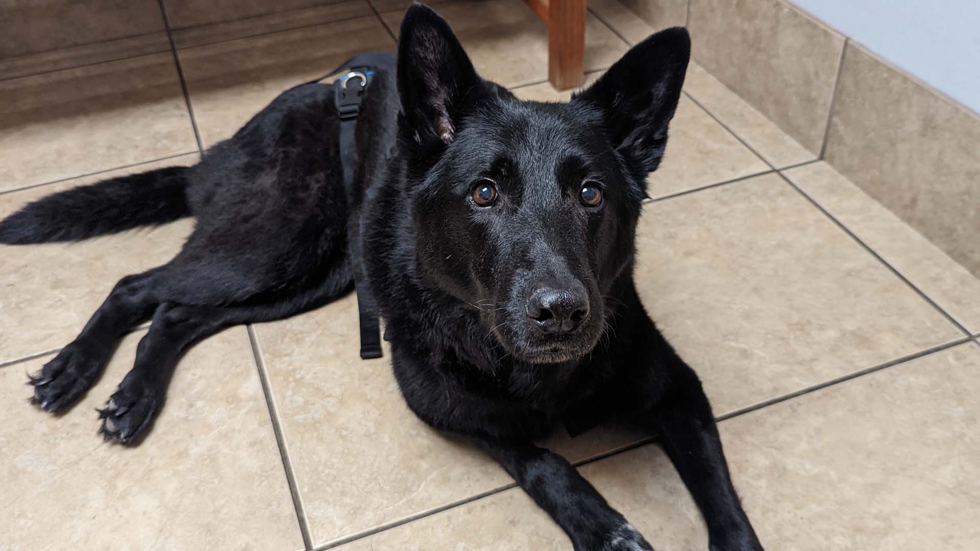 Pet Information In Old Saybrook, CT AH Of Old Saybrook