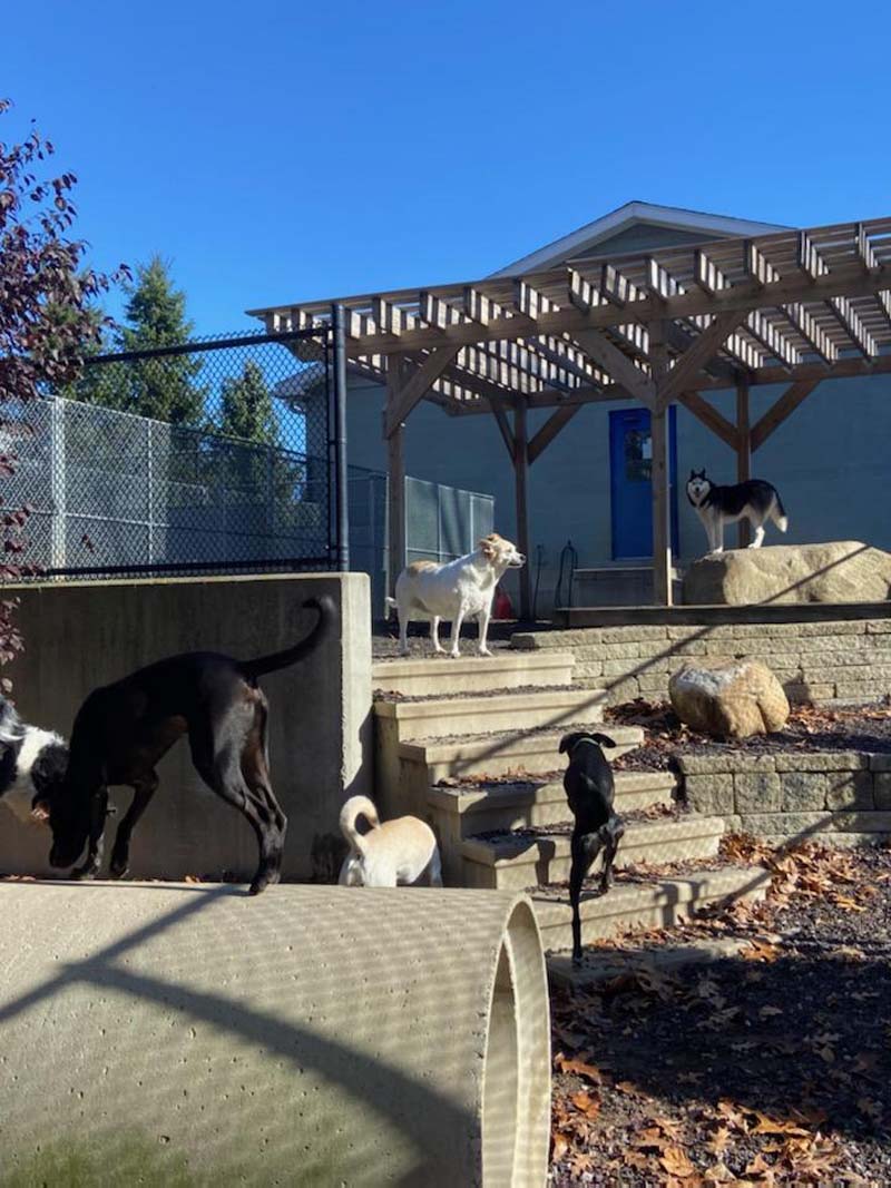 daycare dogs - dogs playing outside
