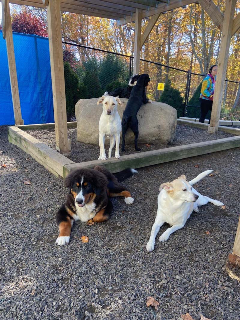 dogs playing at daycare
