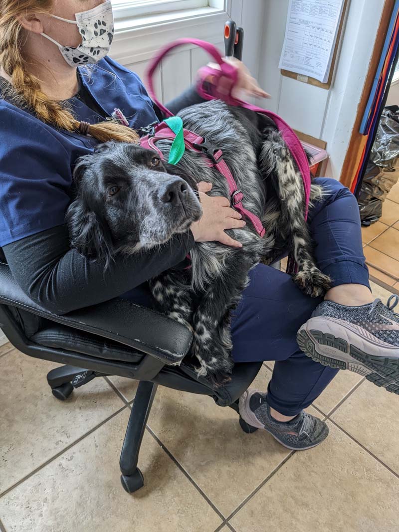 patient on vet techs lap
