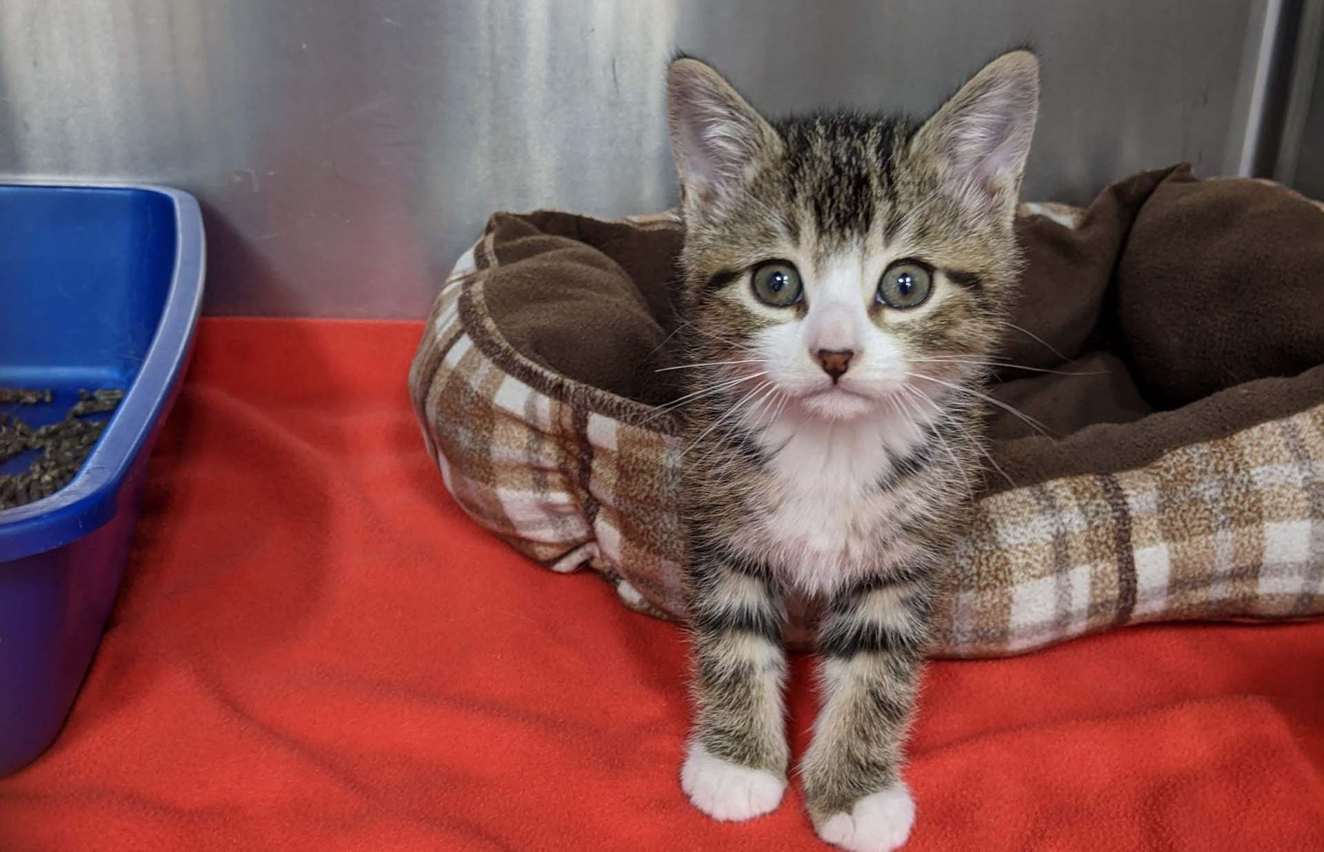 Old Saybrook, CT 06475 Veterinary Services Animal Hospital