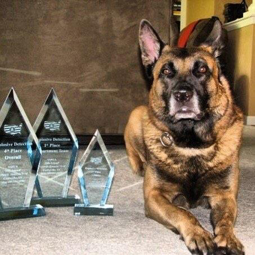 dog with awards