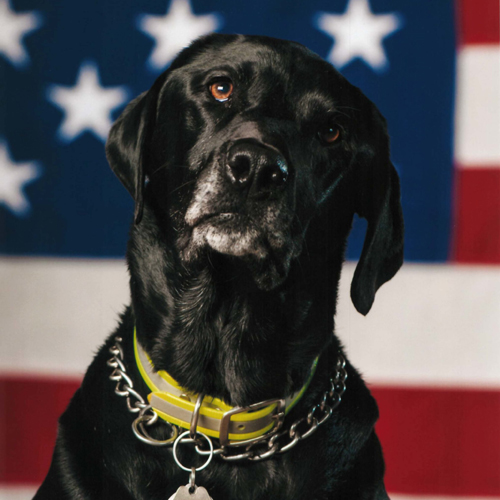 dog in front of an American flag