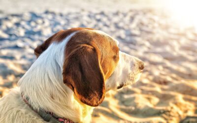 Protecting Your Pet from Heatstroke: Essential Tips for Summer Safety