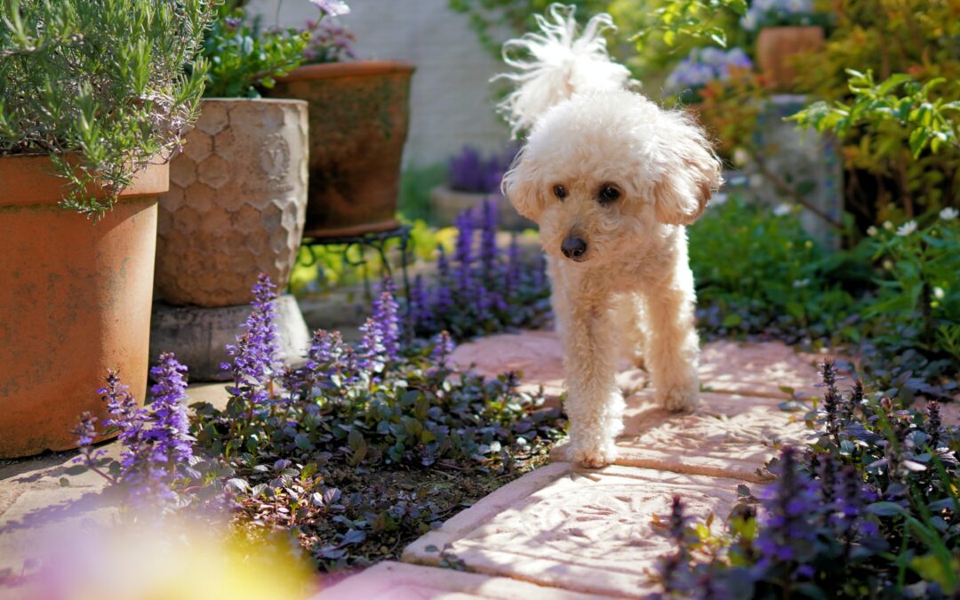 Small white dog walking along garden path with purple flowers