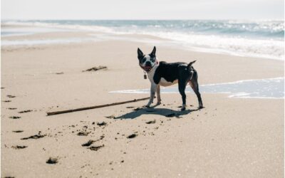 Embrace the Outdoors with Your Furry Companion: Top Summer Activities