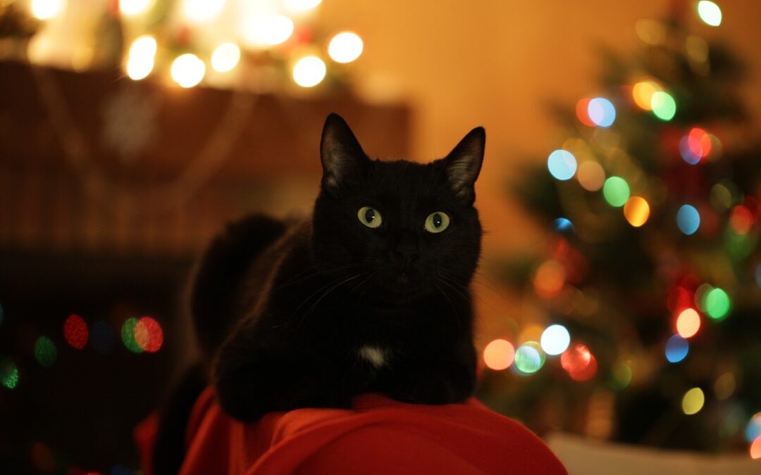 Black with sitting near a lit Christmas tree