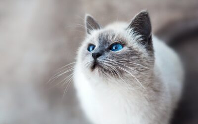 Essential Cat Care Tips Every Pet Parent Should Know