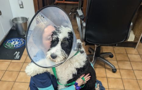 Vet holding a dog wearing surgery collar