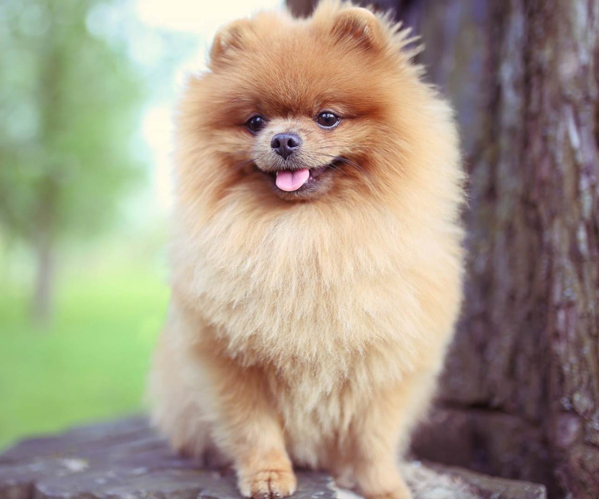 banner-1-1 Fluffy brown Pomeranian dog sitting outdoors on a tree stump with tongue out and happy expression